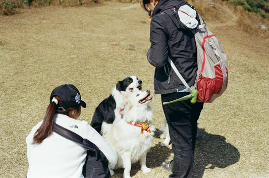 A Guide to Hands-Free Doggie Waste Disposal