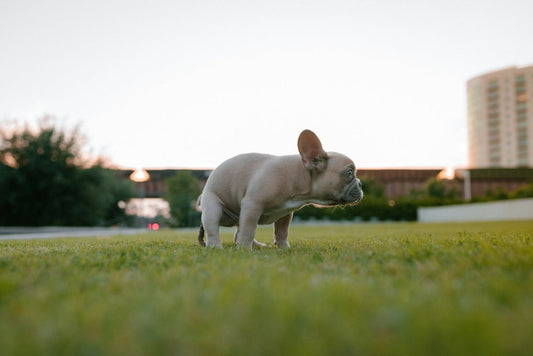 The Best Way To Pick Up Dog Poop: A Practical Guide