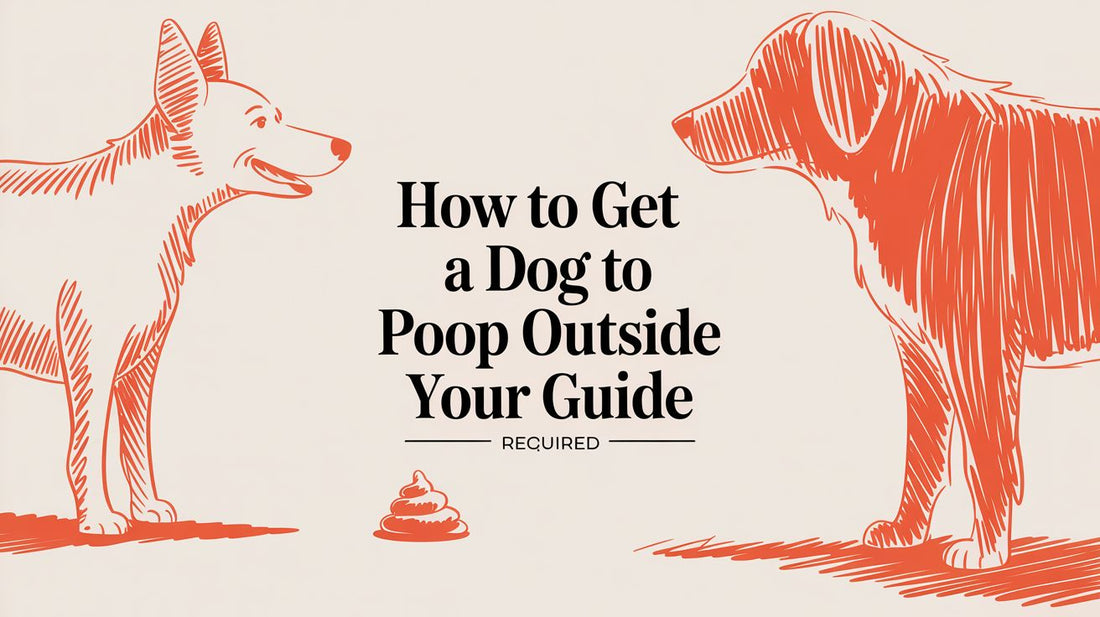 How To Get A Dog To Poop Outside?
